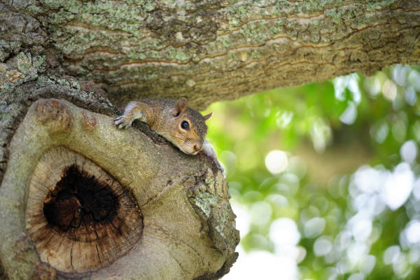 istock Beautiful wild gray squirrel hiding on tree in summer town park 1421075313