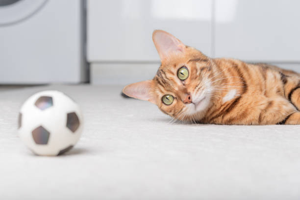 istock Bengal cat plays with a ball on the floor. 1421076266