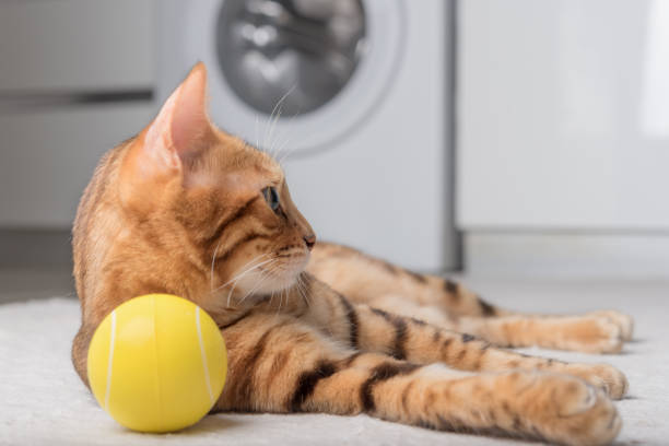 istock Bengal cat plays with a ball on the floor. 1421076268