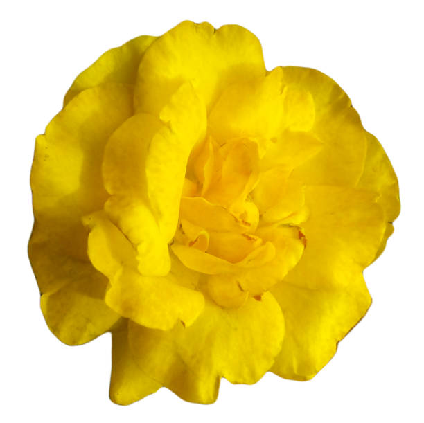 Single yellow rose over a white background. Rosa, is a genus of shrub, commonly known as rose, belongs to the Rosaceae family, and have sweet-smelling flowers and edible fruits. autotroph stock pictures, royalty-free photos & images