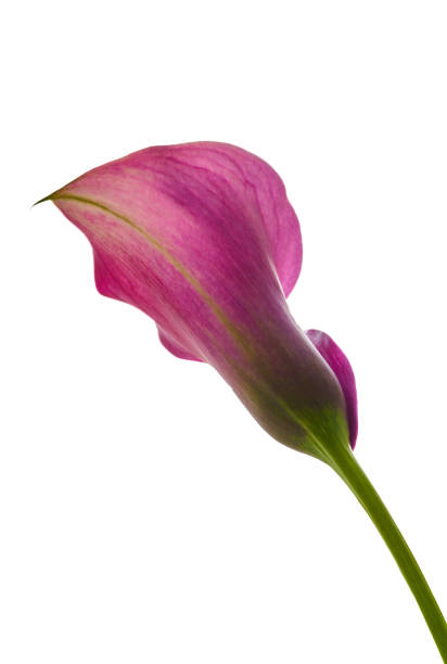 istock calla flower growing on white background, zantedeschia 1421077309