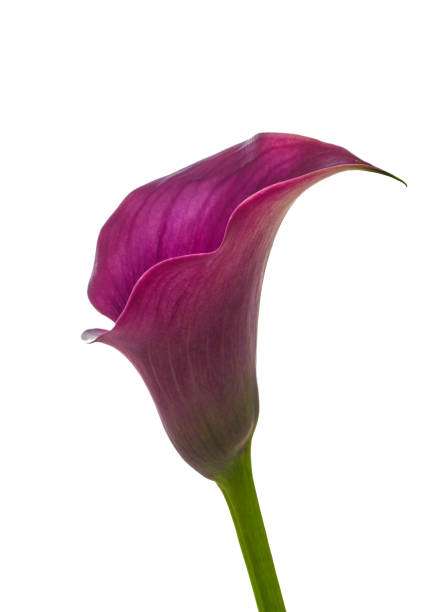 istock calla flower growing on white background, zantedeschia 1421077322