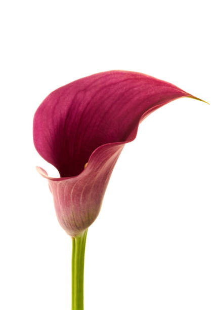 istock calla flower growing on white background, zantedeschia 1421077338