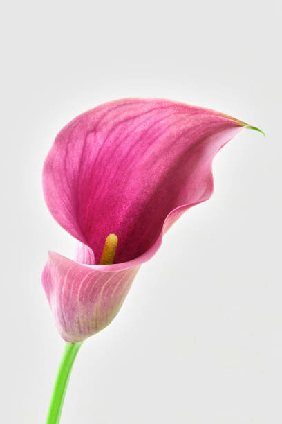 istock calla flower growing on white background, zantedeschia 1421077349