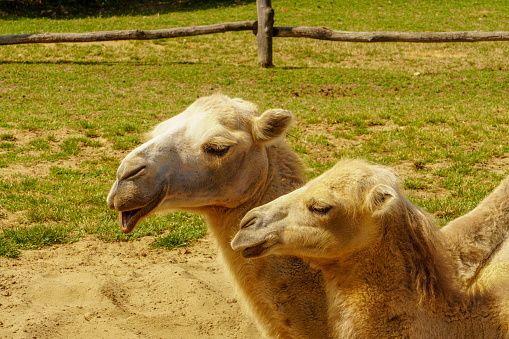Close up of camels showing love to each other
D.H