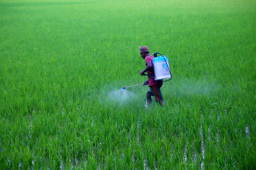 Farmers spraying pesticides on green paddy fields in rural areas. on 31 August 2022, Sylhet, Bangladesh.