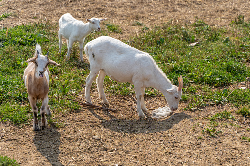 Goat licks salt on a farm in a pasture.