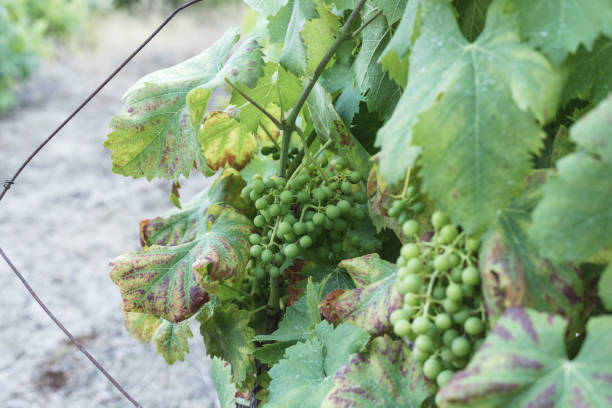 istock Vine with growing grapes and later ripening. 1421081094