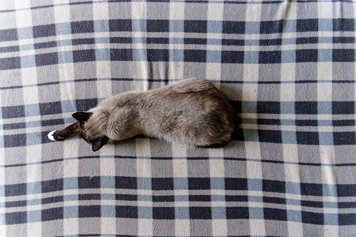 Siamese cat lying on the bed with one stretched out paw.