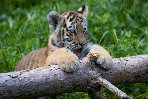 Small cub tiger resting on fallen tree log. Siberian Tiger