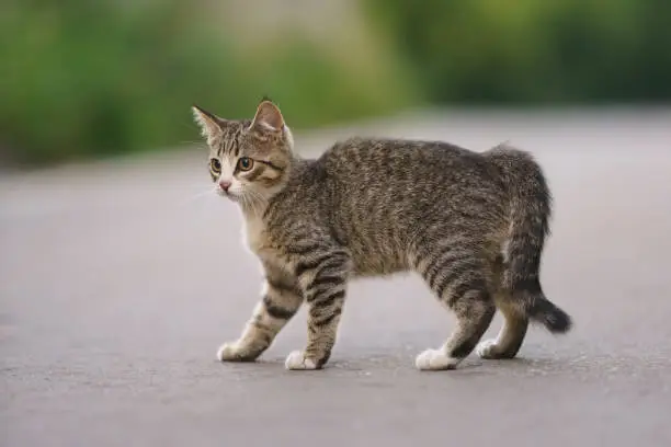 Photo of Agressive striped kitten on the city street