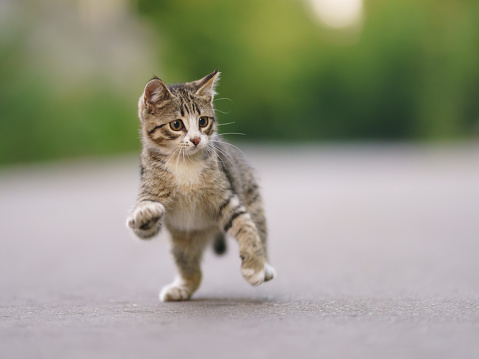 A white with gray stripes kitten is playing on the street of the city in summer day. He's catching something. The kitten is preparing to jump. Animals' theme