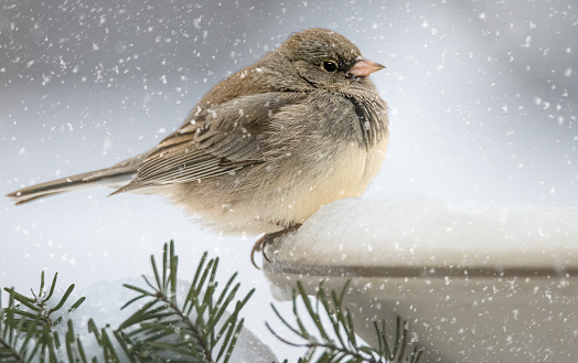 Boreal chickadee, poecile hudsonicus, perched on a branch.