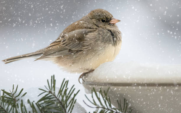 Songbird in snow stock photo