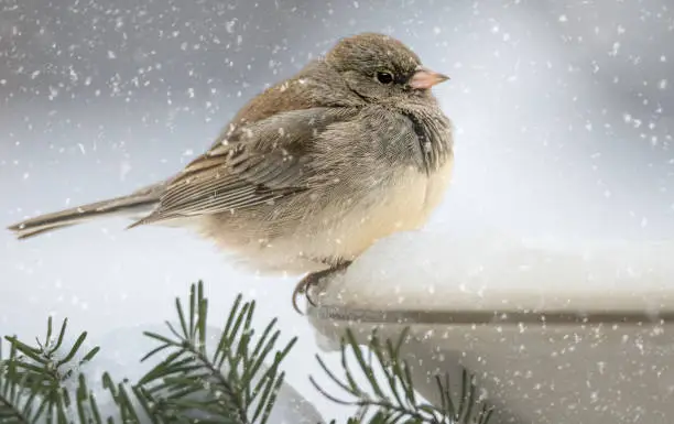 One small junco bird perched on edge of birdbath in winter snowstorm. Falling snow