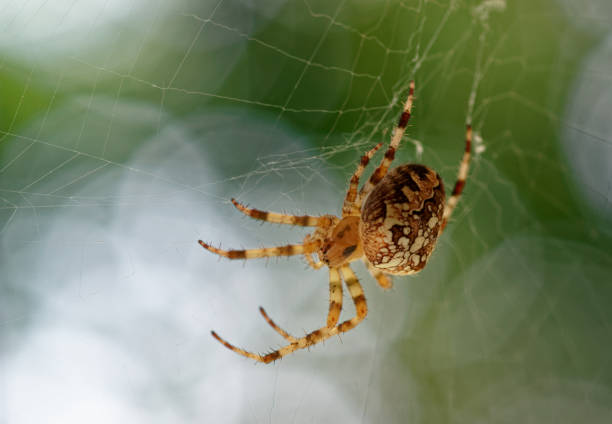 istock Araneus diadematus spider hunting in its web 1421084051