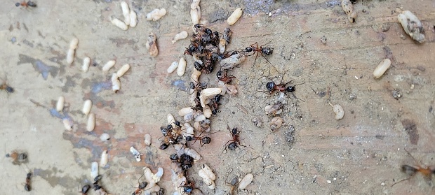 Ants gathering eggs
