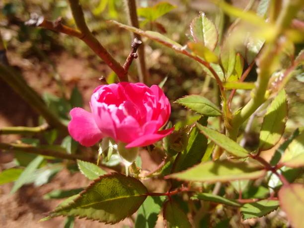 istock A pink rose in a natural outdoor garden setting. 1421084832