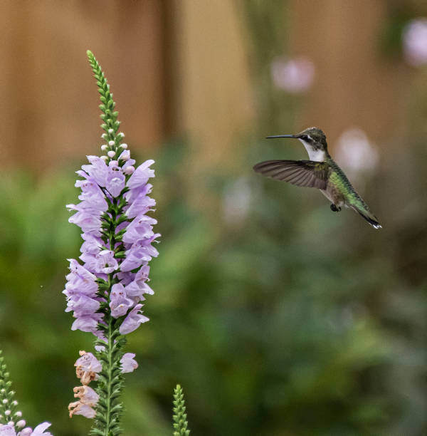 A Hummingbird Hovering for a Meal stock photo