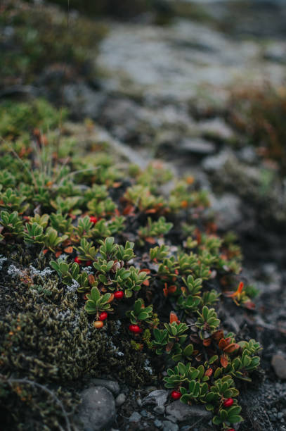 Cranberries growing in wilderness in Iceland. Green leaves and red berries in the photo.
