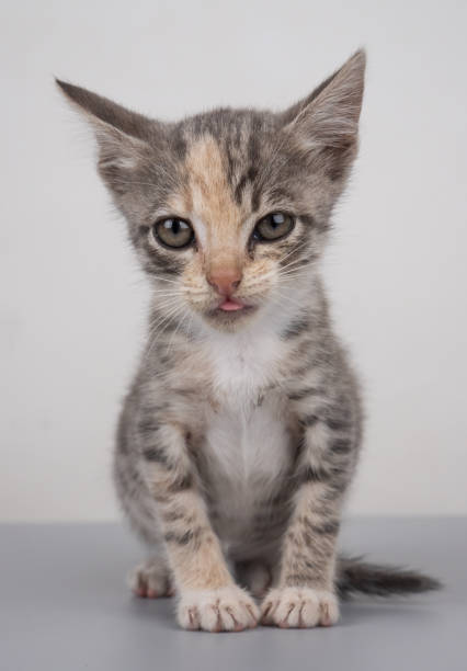 istock little sitting cute kitten, gray cat 1421086732
