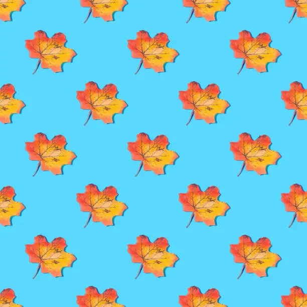 Seamless background with autumn leaves - absolutely seamless pattern of yellow leaves on a blue background