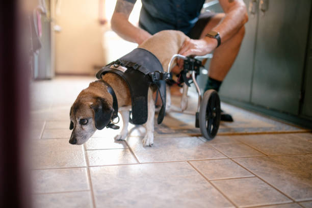 istock Man Puts Wheelchair on Dog With Physical Disability 1421087045