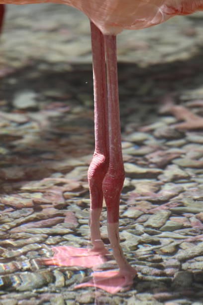 detail shot of a flamingo bird