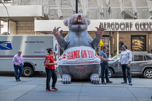 Manhattan, New York, NY, USA - July 12th 2022: A large inflatable rat used to mark a construction site employing not members of the unions