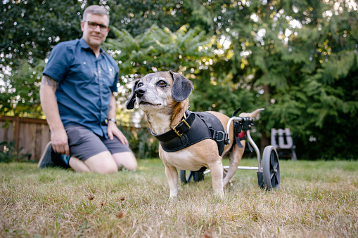 A small beagle mix dog with lower spinal damage enjoys daily life, using a dog wheelchair for getting around easier.