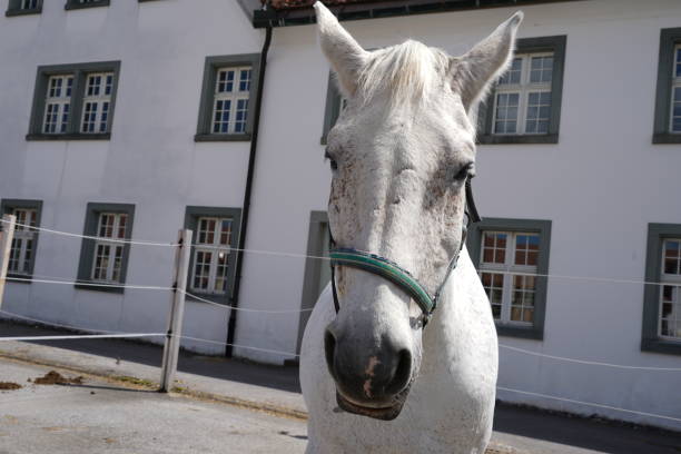 인클로저에있는 백마의 초상화. - horse white horse animal head horse racing 뉴스 사진 이미지