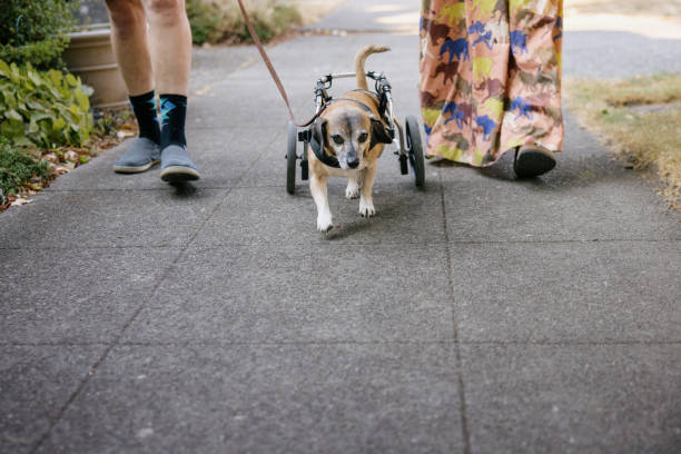 istock Cute Dog With Physical Disability on a Walk 1421088883
