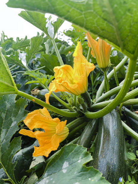 istock Courgette plant with flowers and fruit. Copy space. 1421088892
