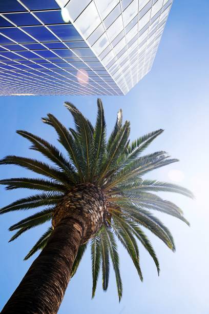 istock Californian city life 1421089064
