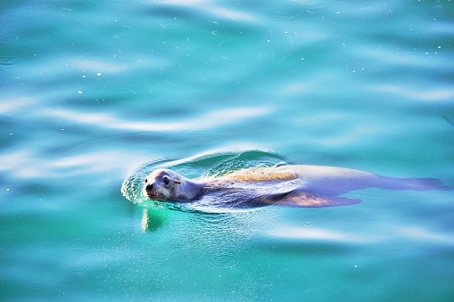 seal in clear blue water