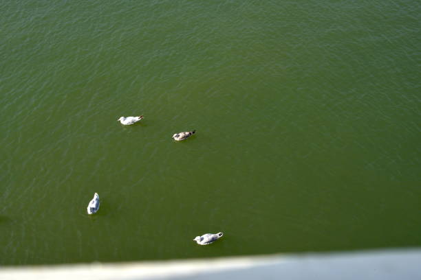 4 seagulls in a square float on the sea water. Top view from above a wooden jetty down on the birds