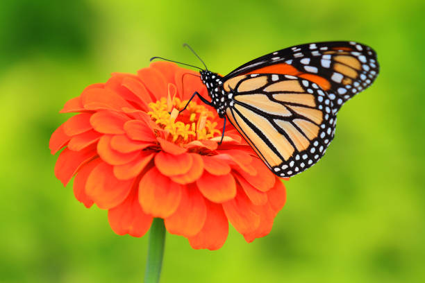 istock Butterfly on Red Flower 1 1421093738