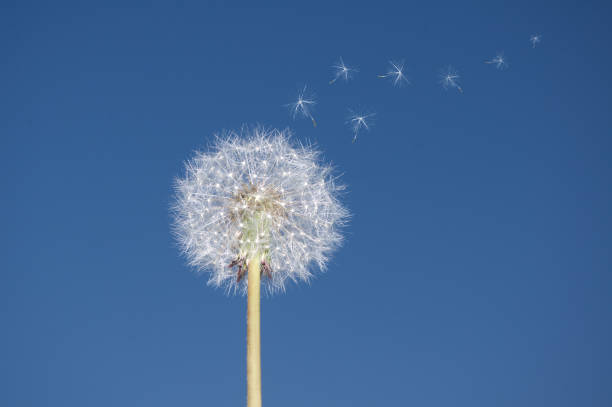 istock Flying parachutes from dandelion on blue sky background 1421093792