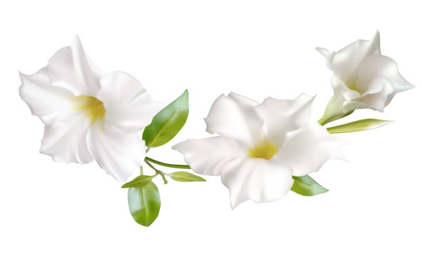 istock Beautiful tropical flowers. White. Green. Floral background. Isolated. Leaves. 1421094017