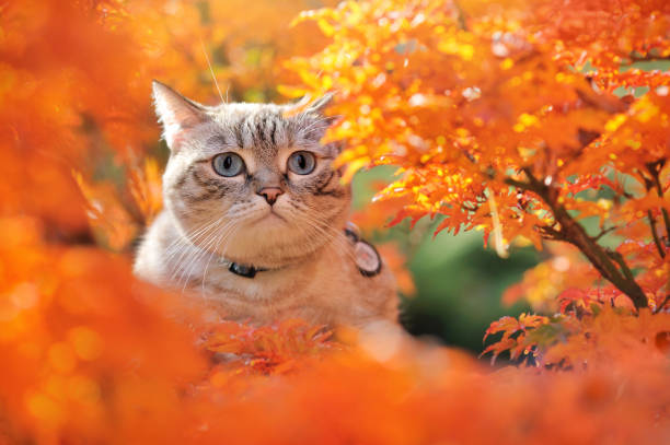 istock Tabby cat looking throuht the autumn fliage close-up picture 1421096982