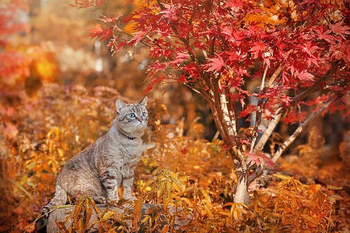 Full length picture of a cat standing at the autumn garden