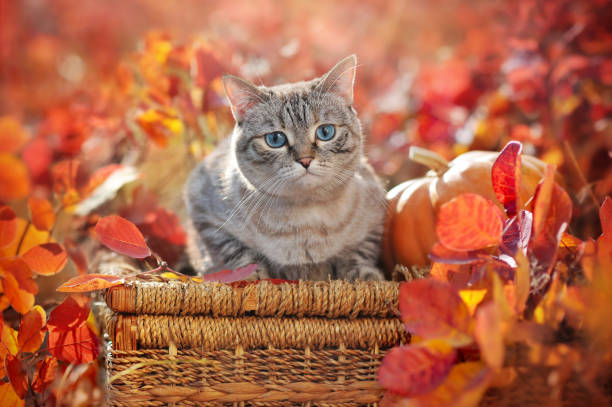 istock Tabby  cat laying on the wicker basket under the autumn bush 1421097028