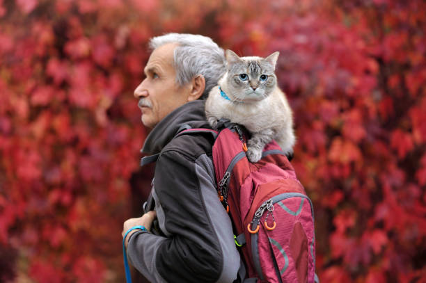istock Active sevior man travelling with a backpack and his cat 1421097063