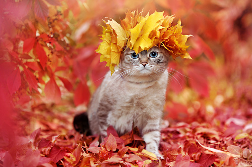 Full length of a tabby cat wearing autumn leafs crown