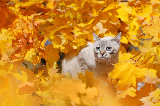 istock Pretty cat sitting on the autumn tree branch 1421097187