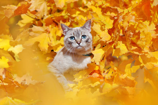 istock Tabby blue eyed kitten sitting in the autumn yellow tree 1421097195