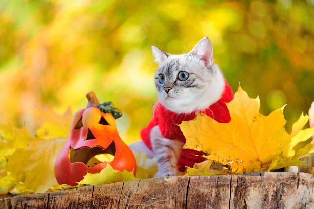 istock Tabby cat in red sweater next to Halloween pumpkin 1421097206