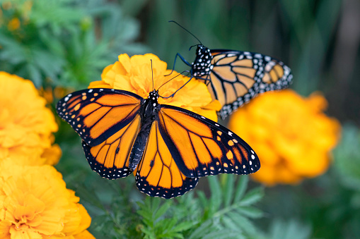 Two newly eclosed monarch butterflies on a marigold