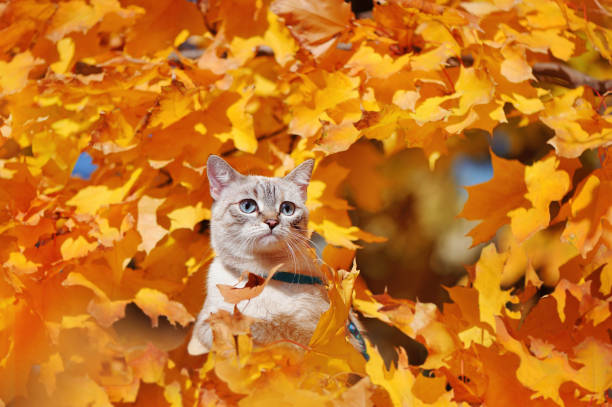 istock Tabby mixed breed cat hiding in the yellow foliage 1421097246