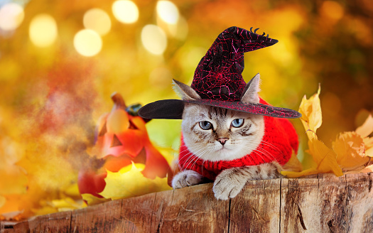 Tabby cat wearing witch hat sitting next to Halloween pumpkin